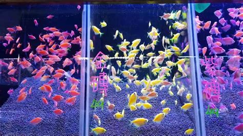 金磚魚好養嗎|【磚魚好養嗎】磚魚好養嗎？入門新手魚的絕佳選擇，告訴你怎麼。